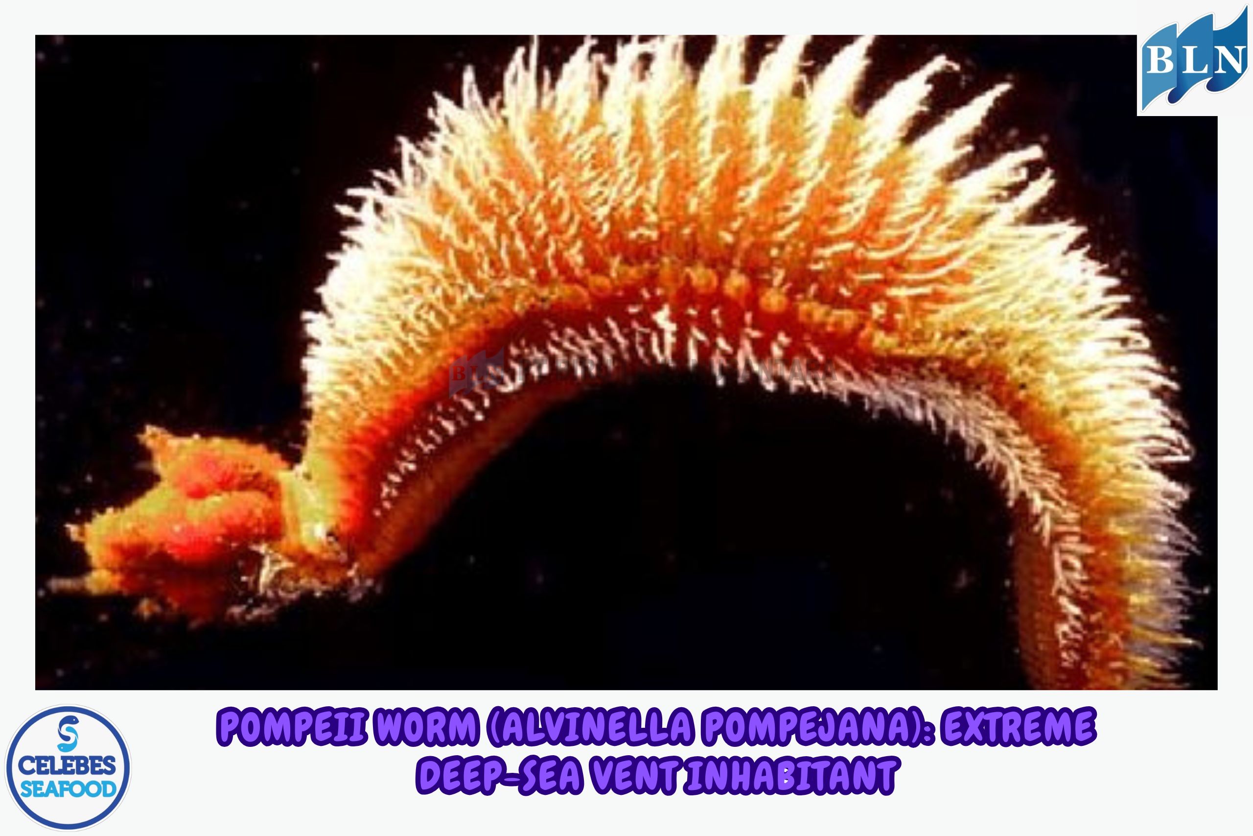 Pompeii Worm (Alvinella pompejana): Extreme Deep-Sea Vent Inhabitant